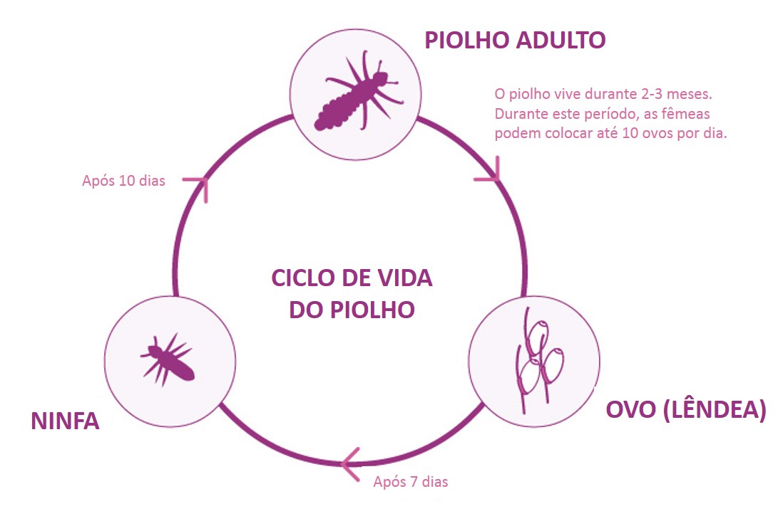 Ciclo De Vida Do Piolho SOLOLEARN Ciclo De Vida Do Piolho SOLOLEARN